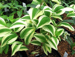 Polygonatum odoratum 'Angel Wing' PP21543 (syn. 'Carlisle')