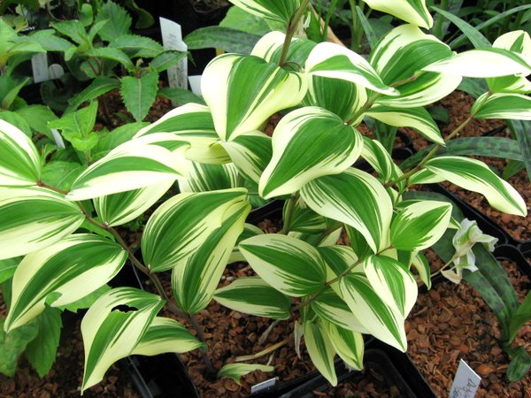 Polygonatum odoratum 'Angel Wing' PP21543 (syn. 'Carlisle')