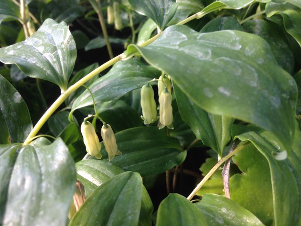Polygonatum yunnanense BO collection