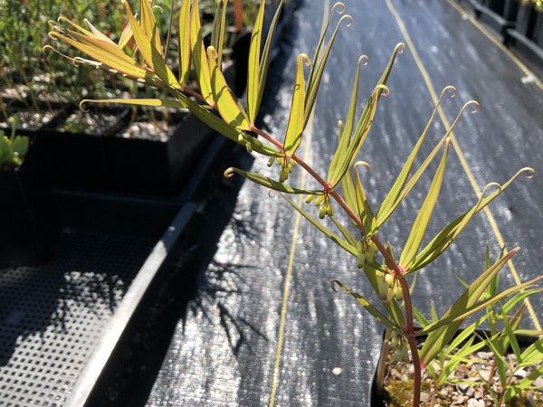 Polygonatum cf. verticillatum CDHM 14611
