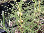 Polygonatum fuscum MD97-278 ex China