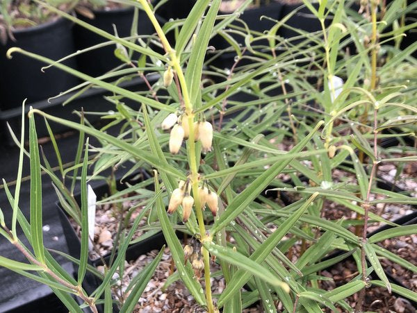Polygonatum fuscum MD97-278 ex China