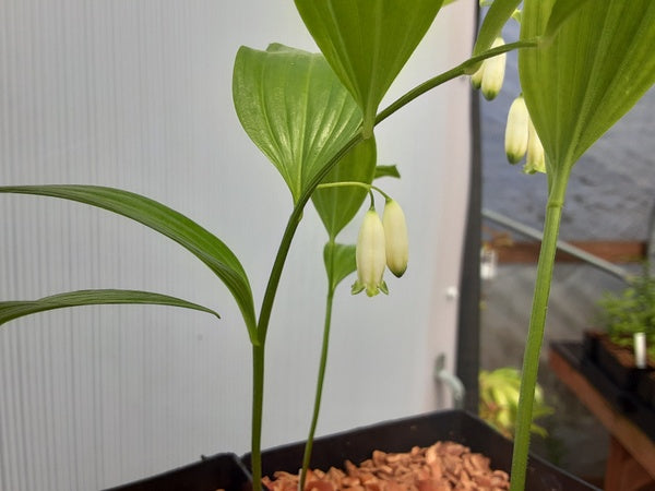 Polygonatum infundiflorum 'Lemon Seoul' (syn odoratum AIK-008)