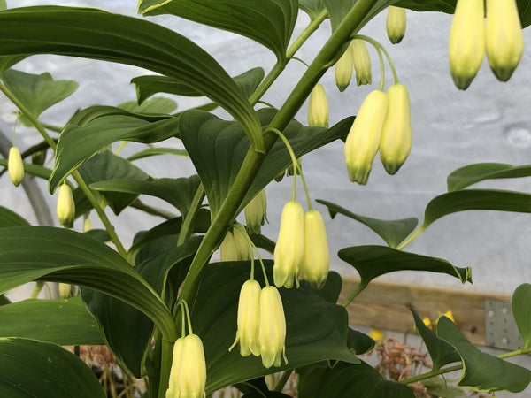 Polygonatum maximowiczii 'Moon Tower'