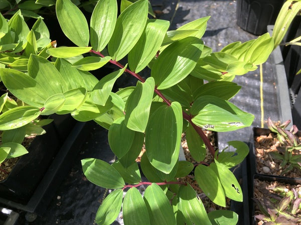 Polygonatum odoratum var. pluriflorum 'Chollipo'