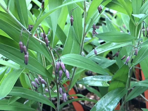 Polygonatum pratti CGG 14036