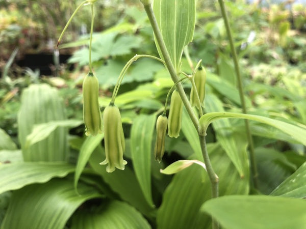 Polygonatum cf. nodosum CGG 14117