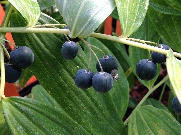 polygonatum martini