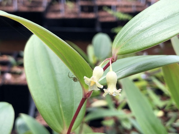 Polygonatum species nova PZM14-018