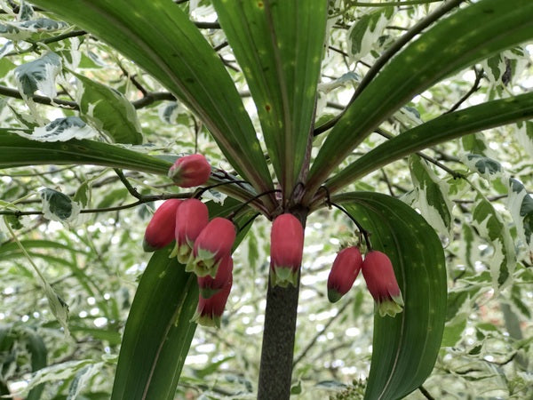 Polygonatum vietnamicum