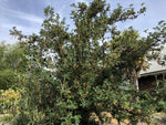 Polylepis lanata BK 10511.10