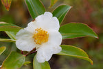 Polyspora axillaris MD12-808