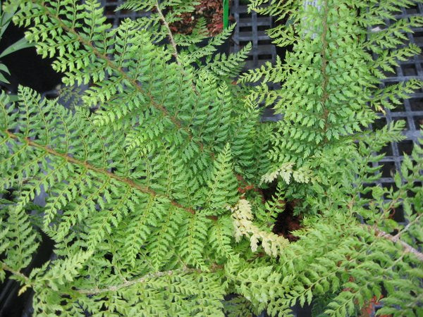 Polystichum setiferum