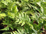 Polystichum tsus-simense (Previously as P. neolobatum) MD 15-43