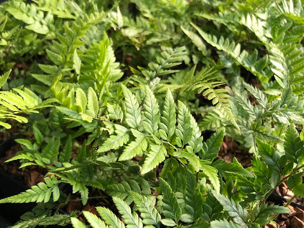 Polystichum tsus-simense (Previously as P. neolobatum) MD 15-43