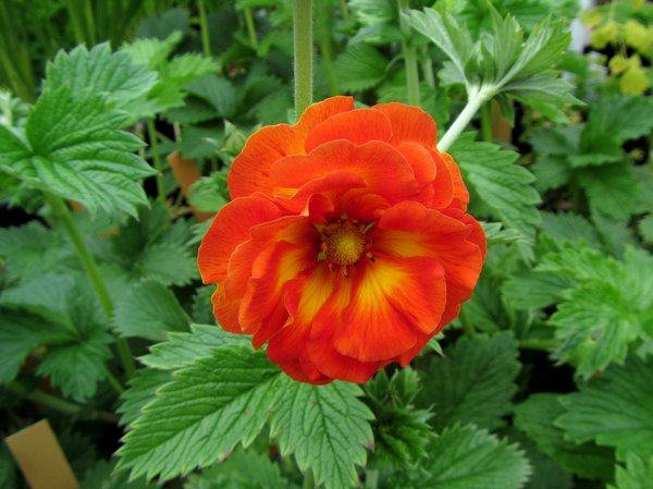 Potentilla 'William Rollison'