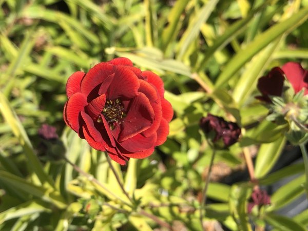 Potentilla 'Volcan'