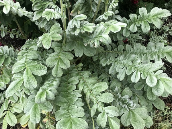 Argentina lineata (syn. Potentilla)