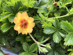 Potentilla x tonguei