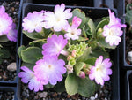 Primula allionii 'Wharfedale Ling'