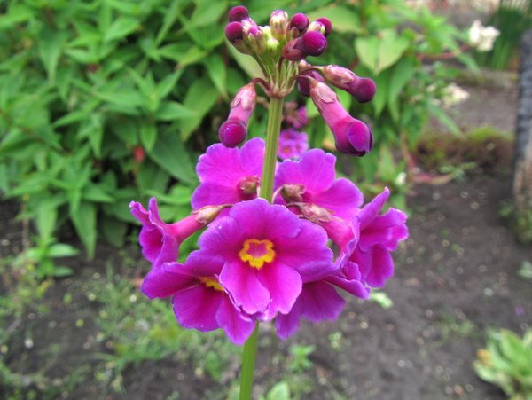 Primula poissonii CDHM 14537