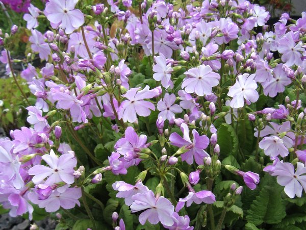 Primula sieboldii 'Musashino'