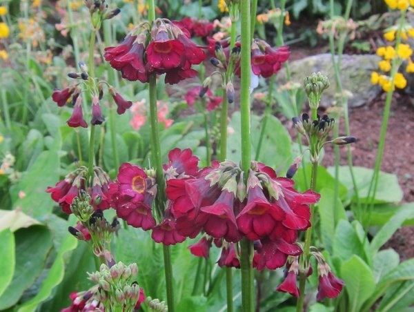 Primula wilsonii var. anisodora