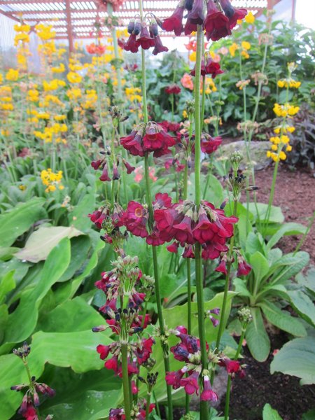 Primula wilsonii var. anisodora