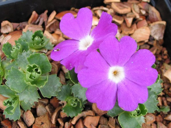 Primula x forsteri 'Bileckii'