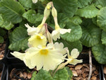 Primula 'Lady Greer' AGM