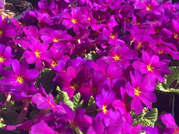 mass of magenta flowers of Primula 'Lois Lutz'