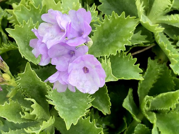 Primula marginata 'Jimmy Long'