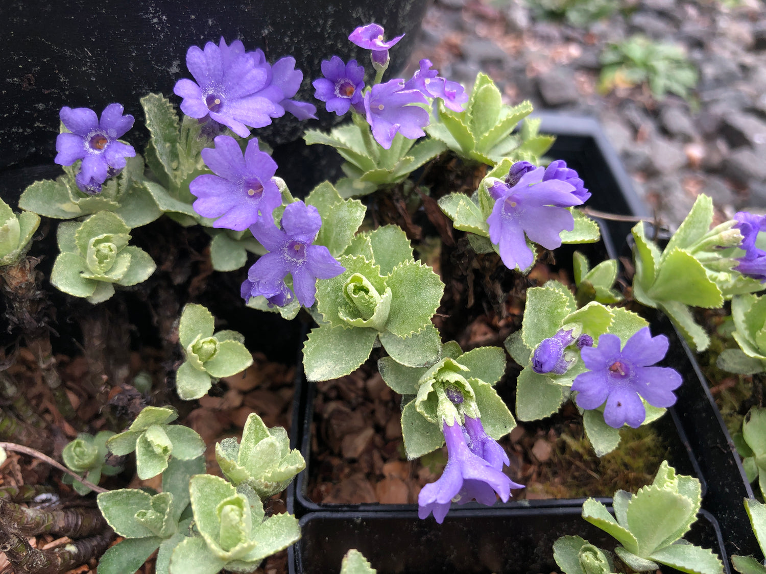 Primula marginata 'Napoleon'