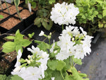 White flower clumps of Primula sieboldii 'Glorious'