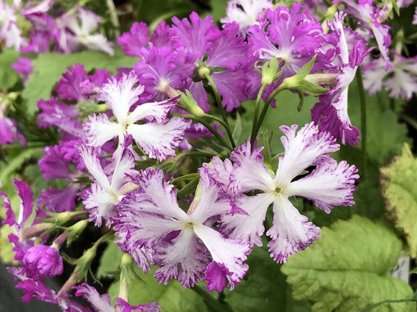 Primula sieboldii 'Lacy Lady'