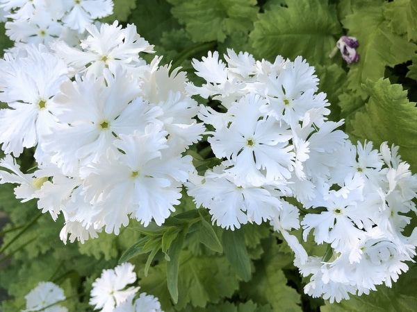 Primula Green Lace