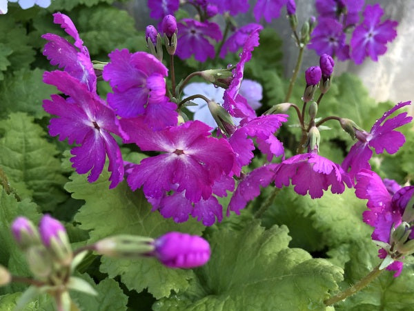 Primula sieboldii 'Rock Candy'