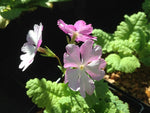 Primula sieboldii 'Smooch'