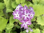 Primula sieboldii 'Sparkler'