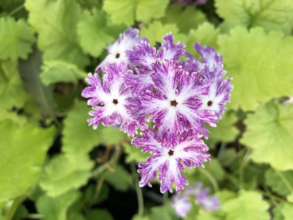 Primula sieboldii 'Sparkler'