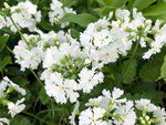 Primula sieboldii 'Chantilly'