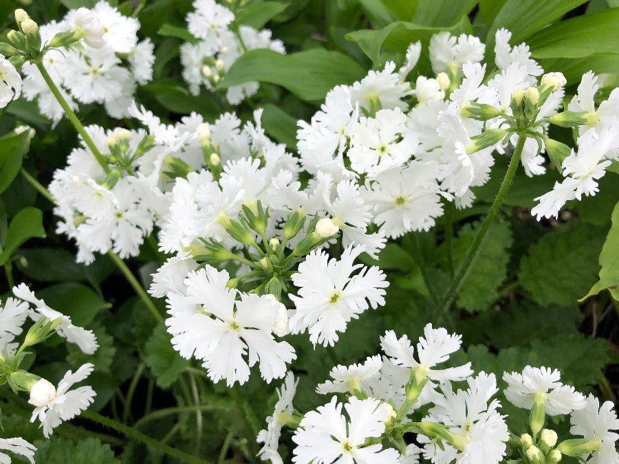 Primula sieboldii 'Chantilly'