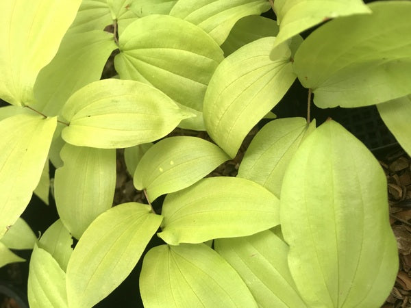 Prosartes hookeri 'Callie's Gold'