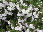 Prostanthera cuneata