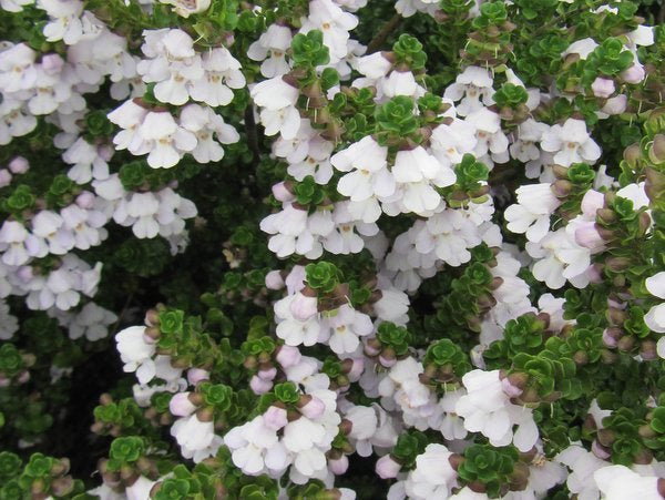 Prostanthera cuneata