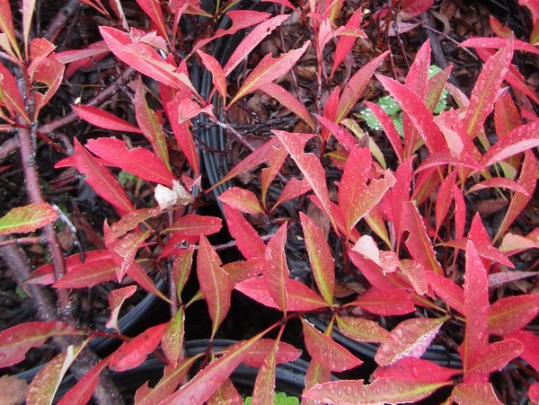 Prunus pumila var. depressa