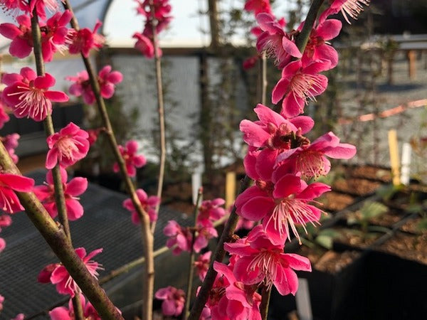 Prunus mume AGM