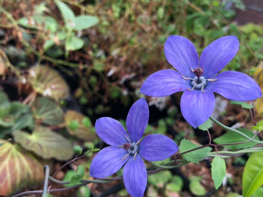Pseudocodon vinciflorus purple vining flowers