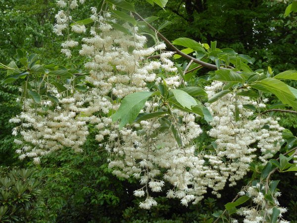 Pterostyrax psilophyllus var. leveillei CGG 14114