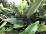Pyrrosia cf. lingua MD 10-37  (previously offered as drakeana)